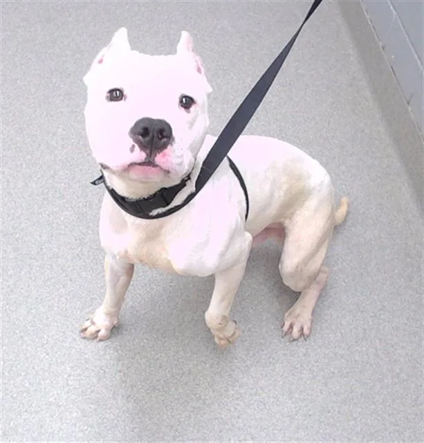 A young medium-sized male American Bulldog dog named Remy for adoption in Omaha, NE