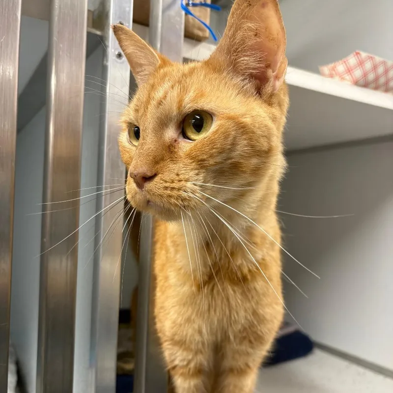 An adult medium-sized male Domestic Short Hair cat named Clyde S. Dale for adoption in Binghamton, NY