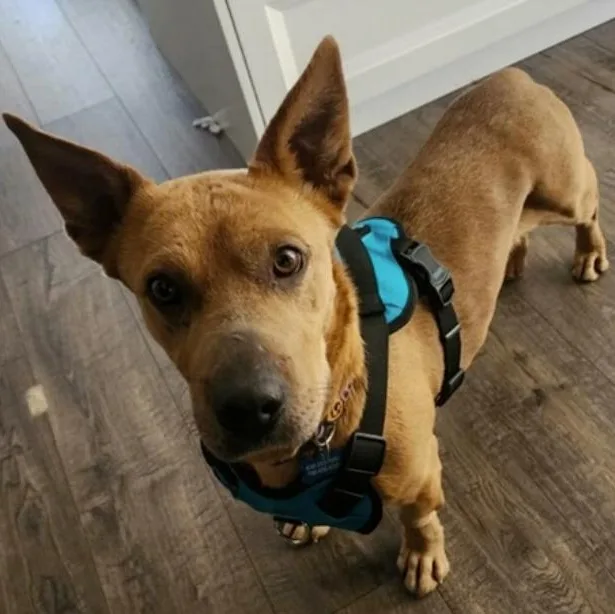 An adult medium-sized female Bicolor Corgi dog named Miranda for adoption in Naperville, IL