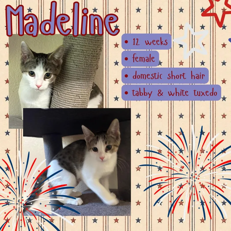 A young medium-sized female Tabby (Buff / Tan / Fawn) Tabby cat named Madeline for adoption in Hollister, CA