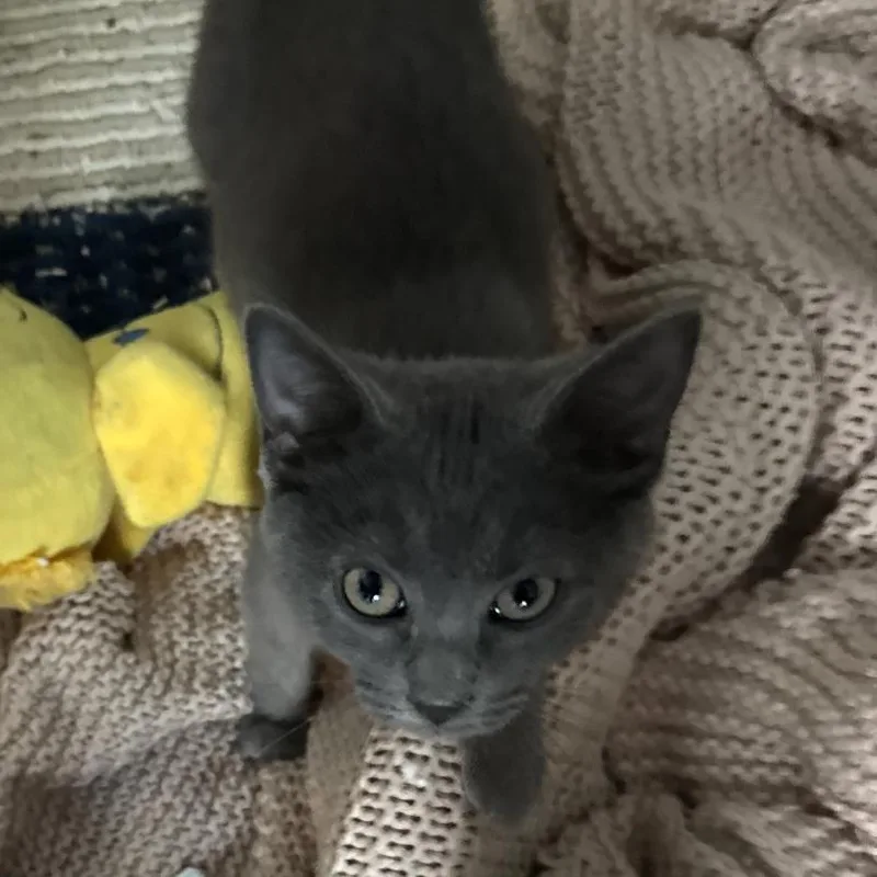 A baby small-sized female Gray / Blue / Silver Domestic Short Hair cat named Vanessa for adoption in Huntington, WV