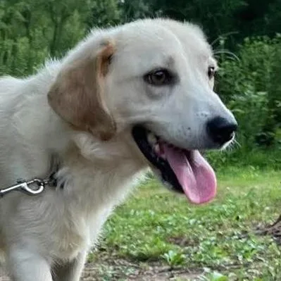 A young medium-sized male White / Cream Golden Retriever dog named Bowie for adoption in Jay, NY