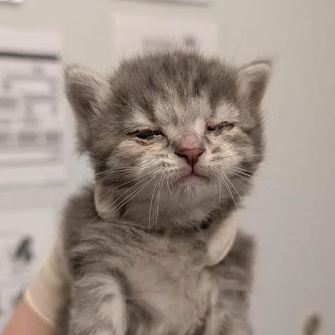 A baby small-sized female Gray / Blue / Silver Domestic Short Hair cat named Pie for adoption in Jacksonville, FL