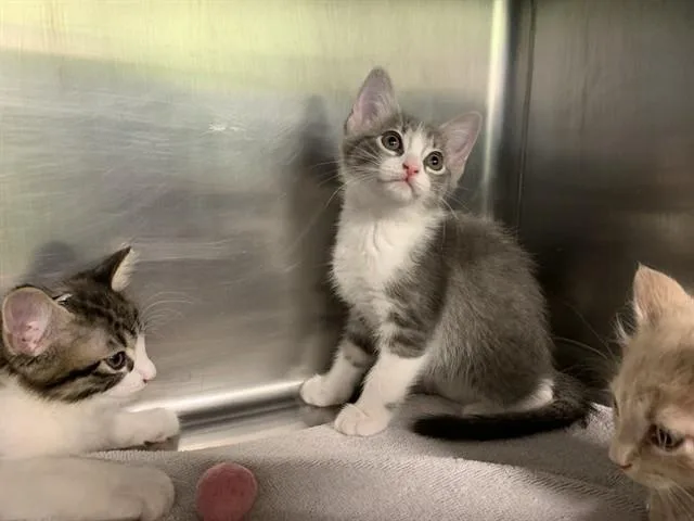A baby small-sized female Domestic Short Hair cat named Chevy for adoption in Grand Prairie, TX