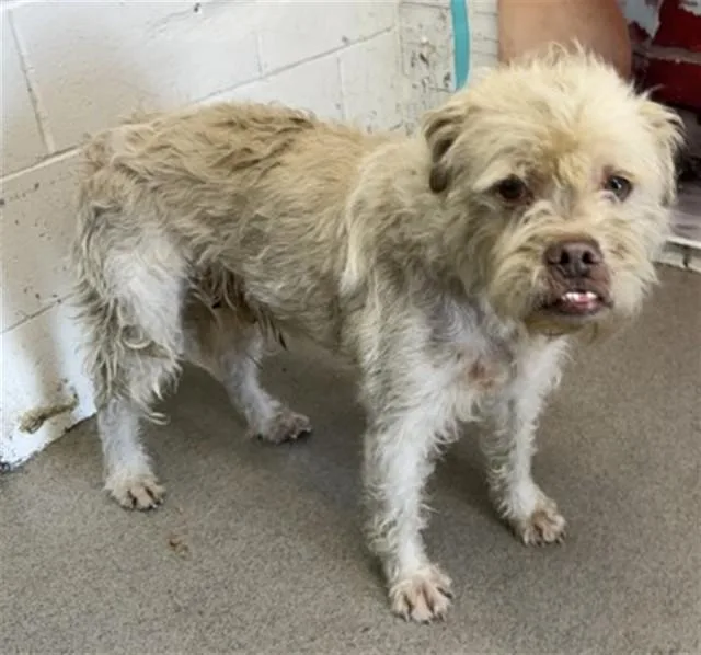 A baby medium-sized male Pit Bull Terrier dog named Sparky for adoption in San Bernardino, CA