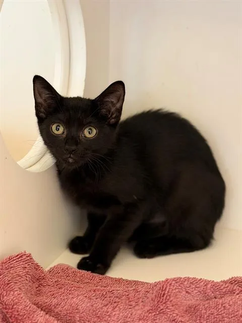 A baby small-sized female Domestic Short Hair cat named Boola for adoption in Chula Vista, CA