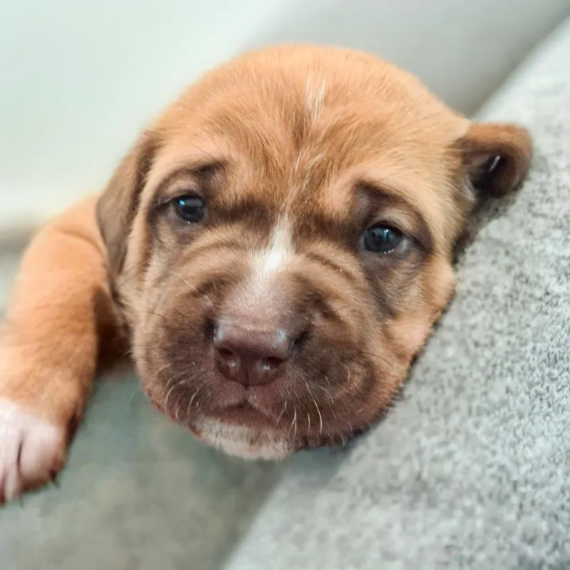 A baby small-sized male Hound dog named Rupee for adoption in Chapel Hill, NC