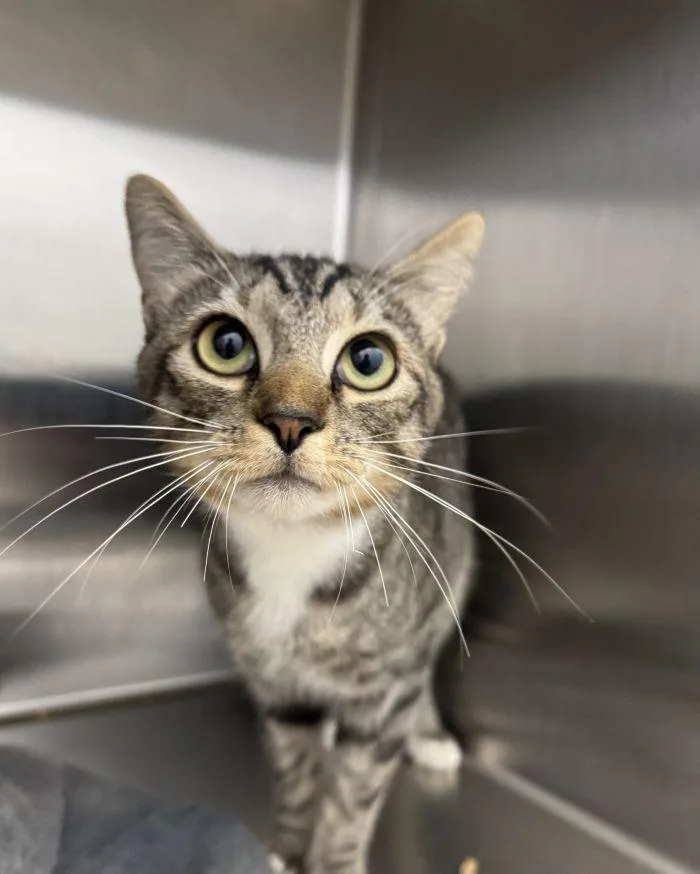An adult small-sized male Domestic Short Hair cat named Belafonte for adoption in Hilton Head Island, SC