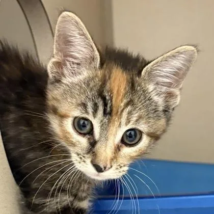 A baby medium-sized female Domestic Short Hair cat named Canoe for adoption in Sacramento, CA