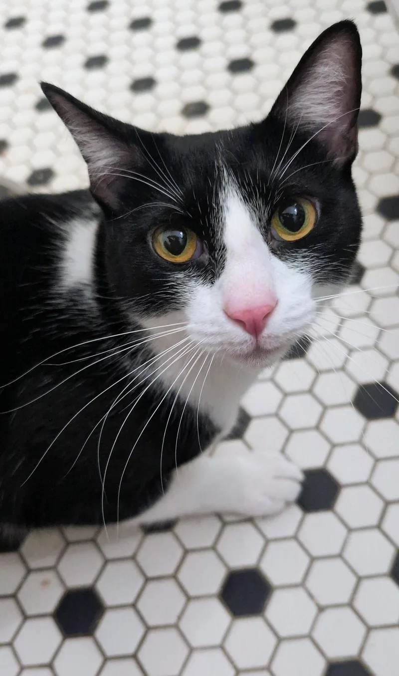 An adult medium-sized male Black & White / Tuxedo Tuxedo cat named Freddie Meowcury for adoption in Pearland, TX