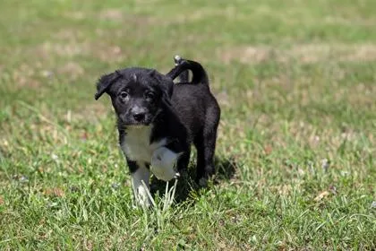 A baby small-sized female Mixed Breed dog named Butterfly for adoption in West Chester, PA