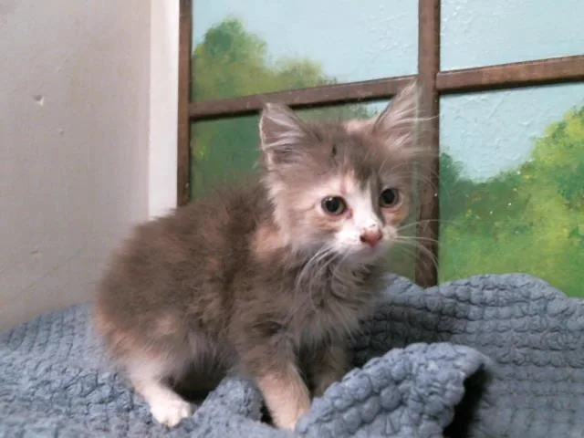A baby small-sized female Domestic Long Hair cat named Bonnie for adoption in Houston, TX