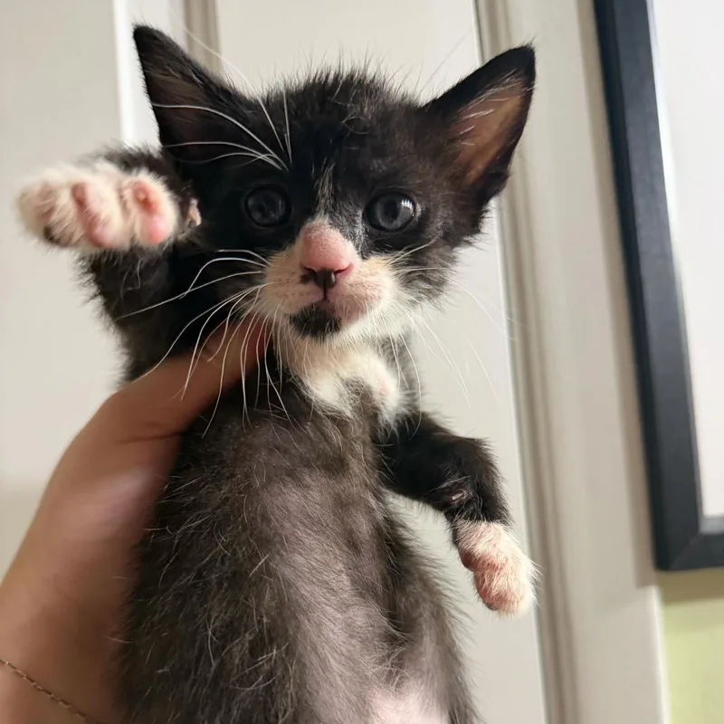 A baby small-sized male Black Domestic Short Hair cat named Steven Toast for adoption in Escondido, CA