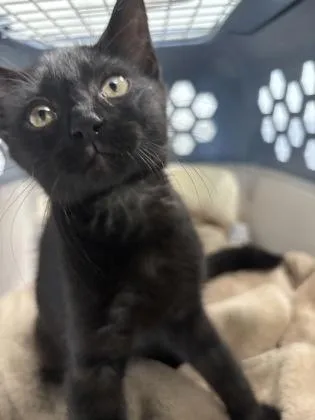 A baby small-sized female Domestic Short Hair cat named 1086-26 for adoption in Cumming, GA