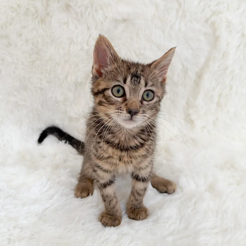 A young medium-sized male Tabby cat named Liam for adoption in New Orleans, LA