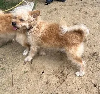 An adult small-sized male Mixed Breed dog named Mr Curly for adoption in Madison, NJ