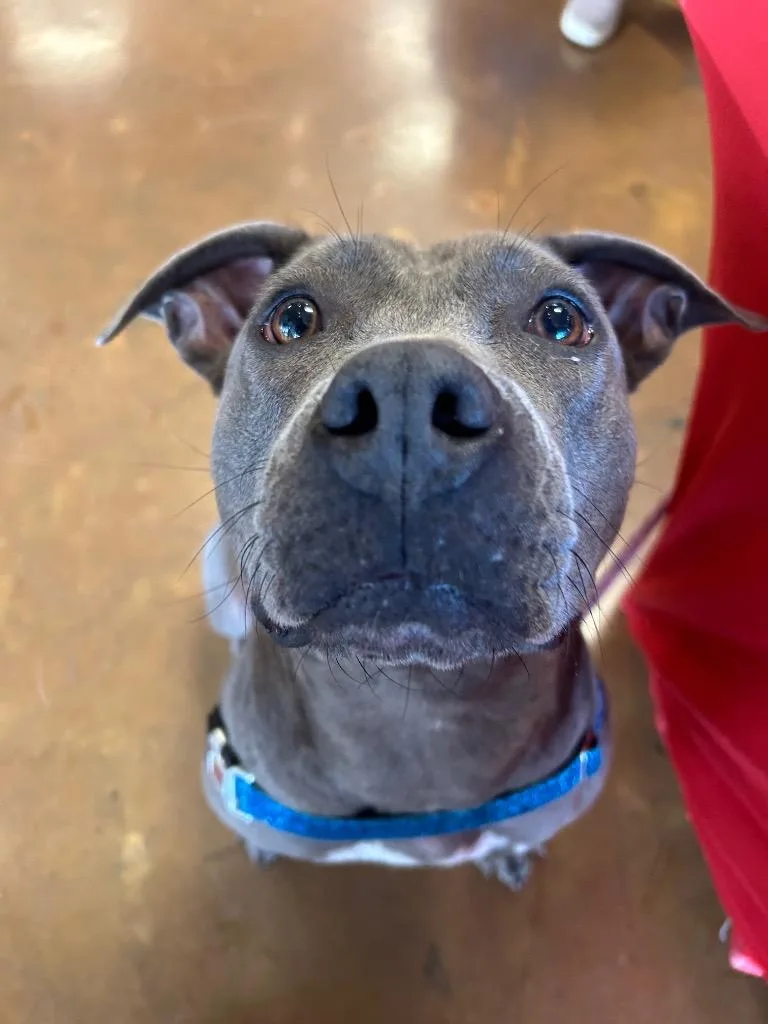 A young medium-sized female Gray / Blue / Silver Pit Bull Terrier dog named Adora for adoption in Austin, TX