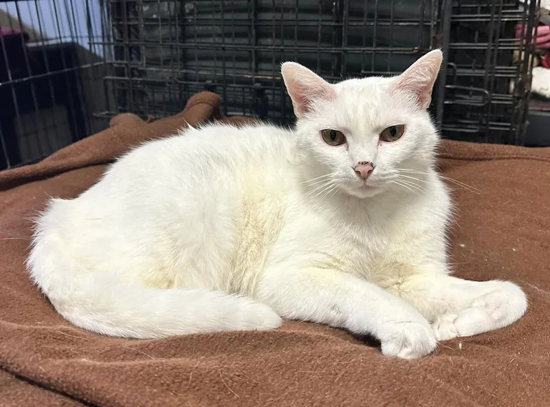 Bella And Lina thumbnail 2