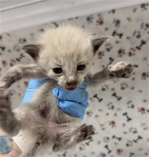 A baby small-sized female Domestic Short Hair cat named Cream for adoption in Riverside, CA