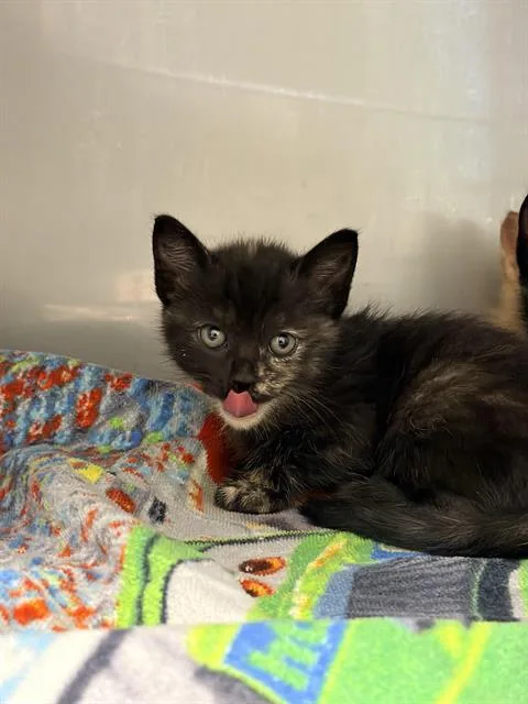 A baby small-sized female Domestic Short Hair cat named Peony for adoption in Santa Cruz, CA