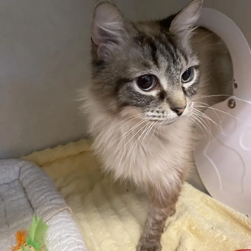 An adult medium-sized female White Siamese cat named Stormie for adoption in Dayton, OH