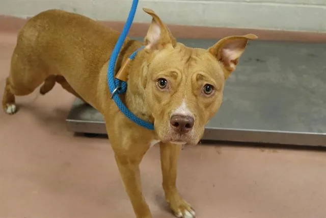 A young medium-sized female Mixed Breed dog named Sookie for adoption in Columbia, SC