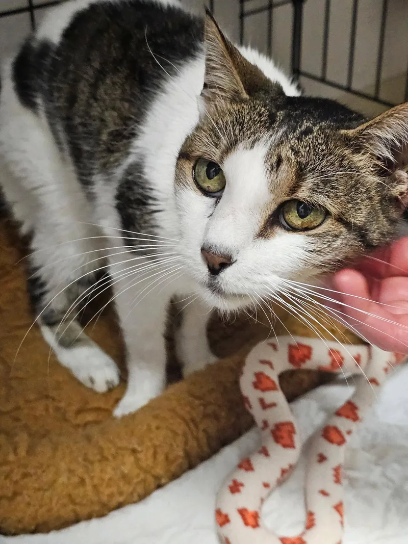 A young medium-sized female Domestic Short Hair cat named Roadhouse for adoption in Satellite Beach, FL