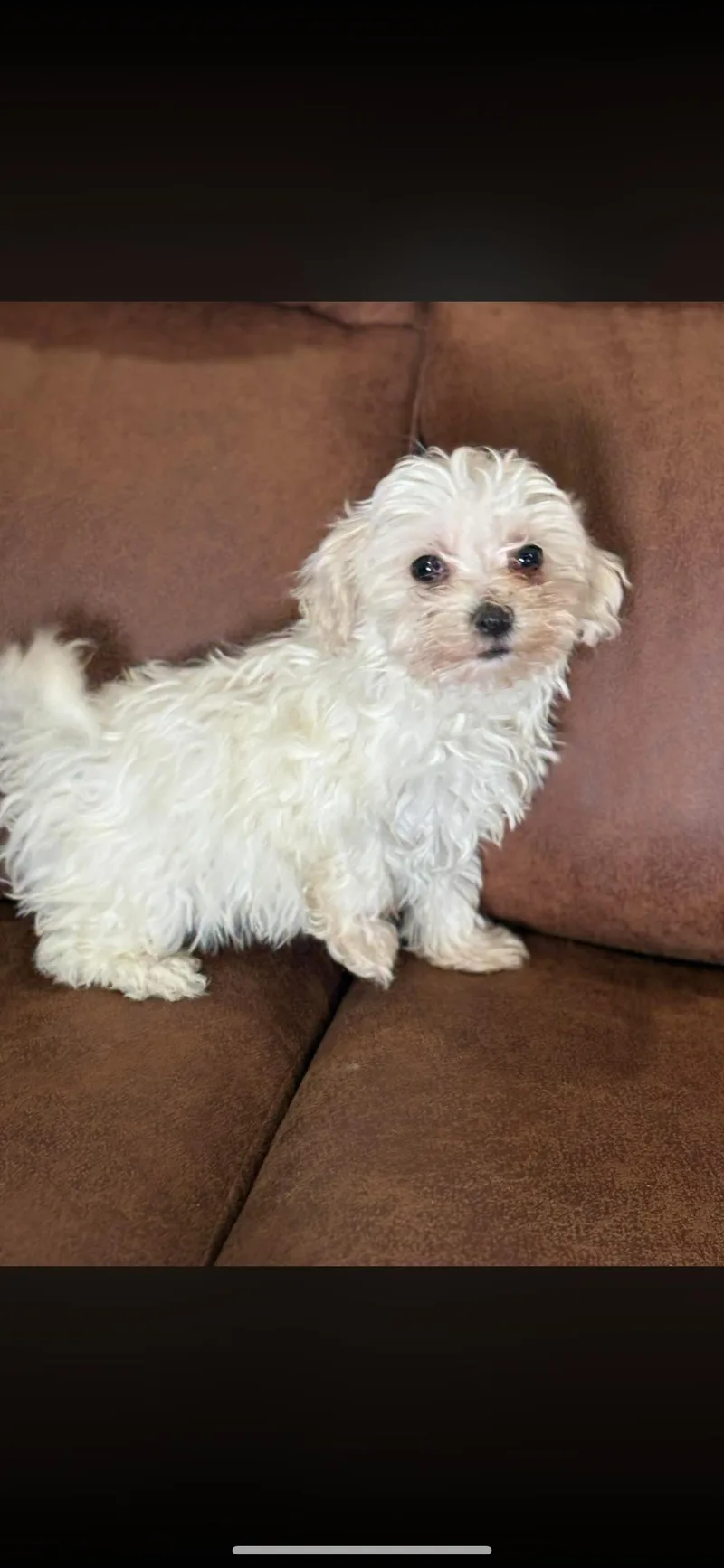 A baby small-sized male Maltese dog named Benny for adoption in Peebles, OH