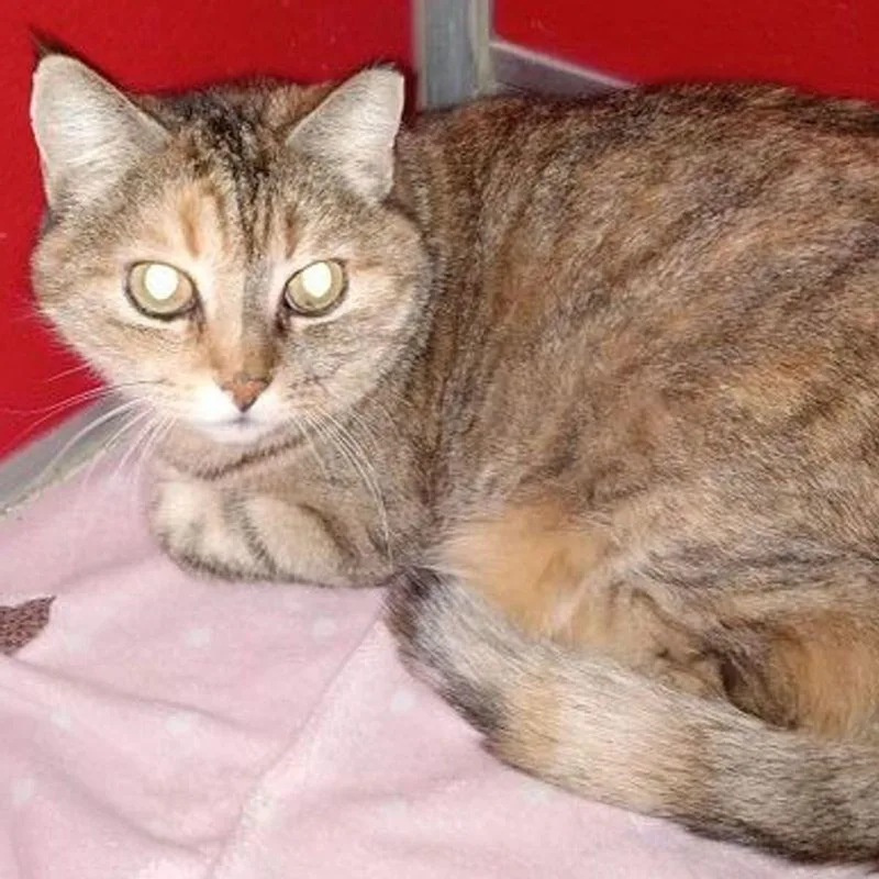 An adult medium-sized female Domestic Short Hair cat named Bambi for adoption in Lake Havasu City, AZ