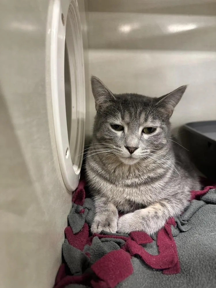 A young medium-sized female Gray / Blue / Silver Domestic Short Hair cat named Aspen for adoption in Anoka, MN