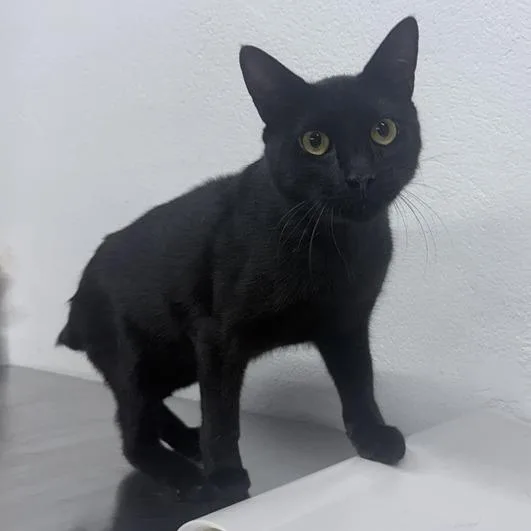 An adult large-sized male Black Domestic Short Hair cat named BooBoo for adoption in New York, NY