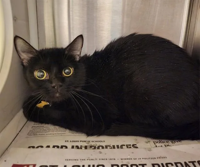 A young small-sized female Domestic Short Hair cat named Tilapia for adoption in St. Louis, MO