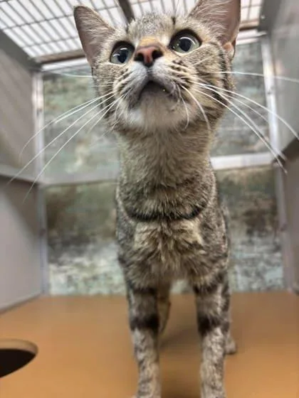 A young small-sized female Domestic Short Hair cat named Trixie for adoption in Paducah, KY