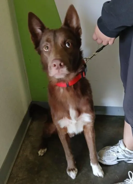 A young large-sized male German Shepherd Dog dog named Peanut for adoption in Los Angeles, CA