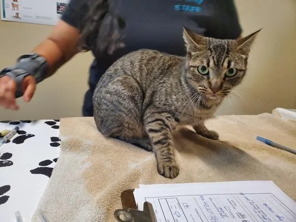 An adult small-sized female Domestic Short Hair cat named Chimney Sweep for adoption in Oceanside, CA