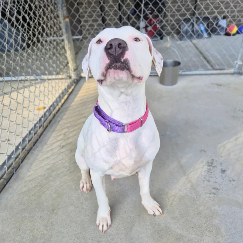 An adult medium-sized female Pit Bull Terrier dog named Muffin for adoption in Cornelius, NC