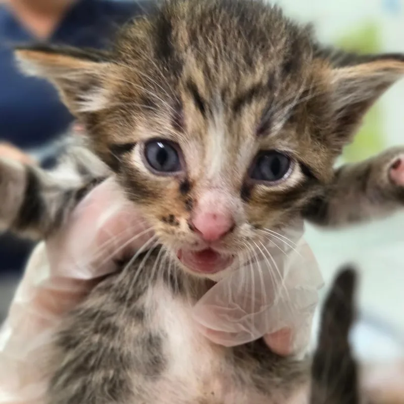 A baby small-sized female Brown / Chocolate Domestic Short Hair cat named Cricket for adoption in Charleston, WV
