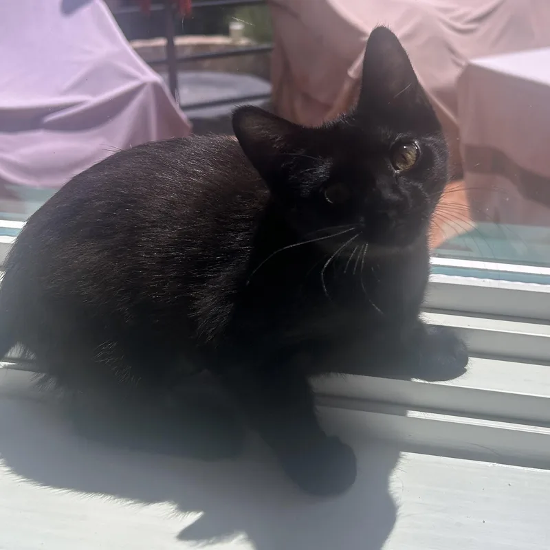 A baby medium-sized female Black Domestic Short Hair cat named Jet for adoption in Schertz, TX