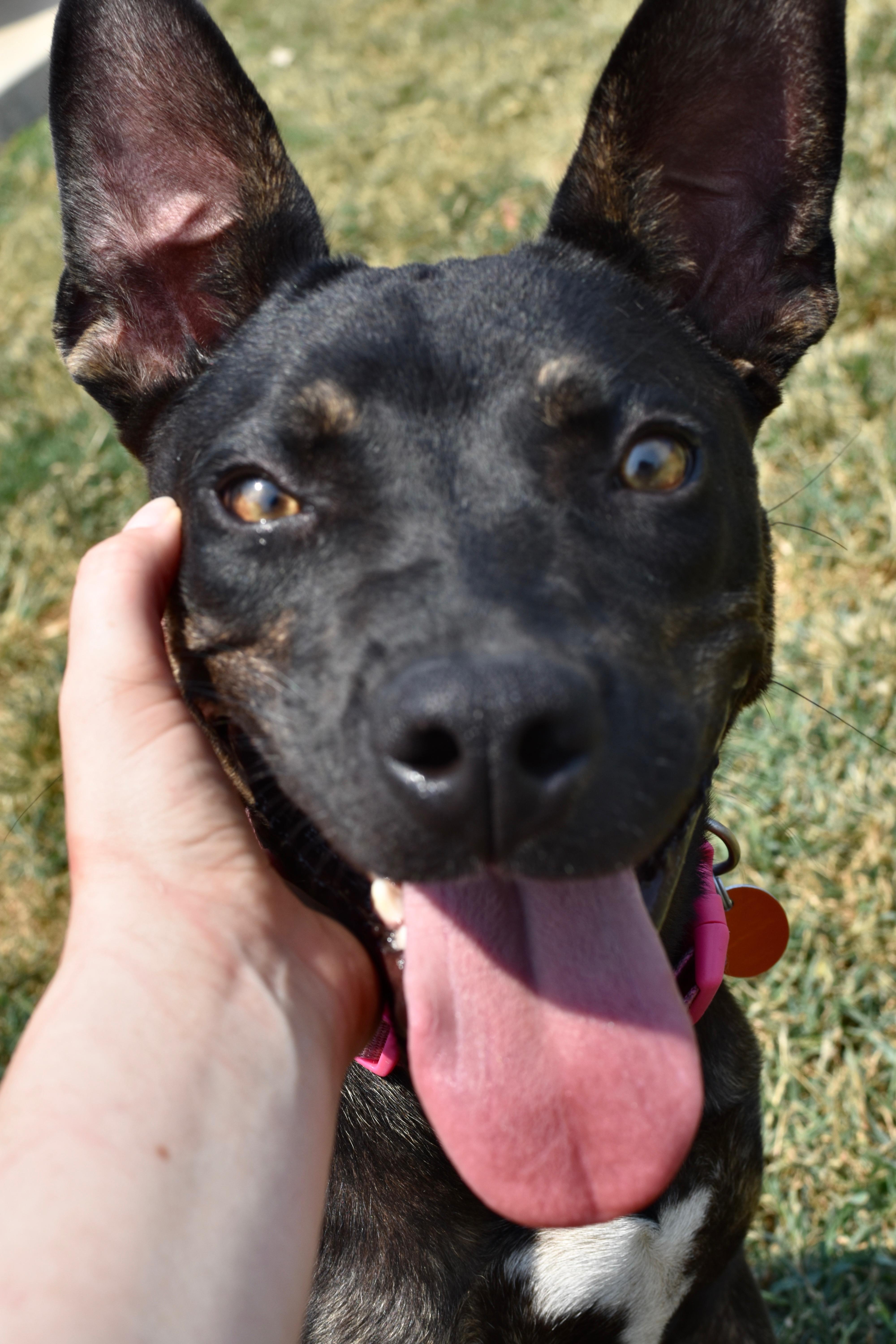 A young medium-sized female Belgian Shepherd / Malinois dog named Pinky for adoption