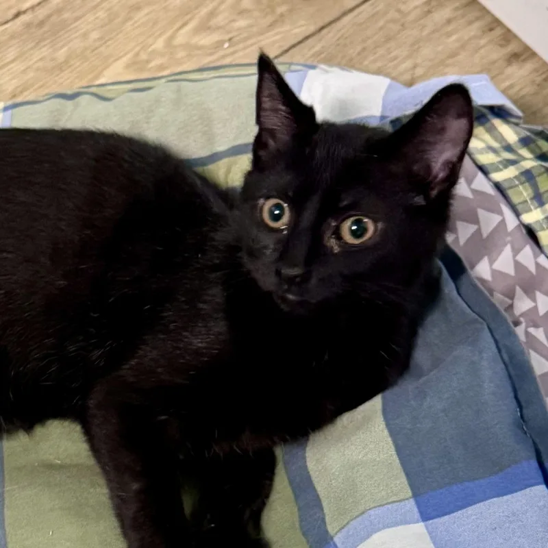 A baby small-sized female Black Domestic Short Hair cat named Truffle for adoption in Scottsburg, IN