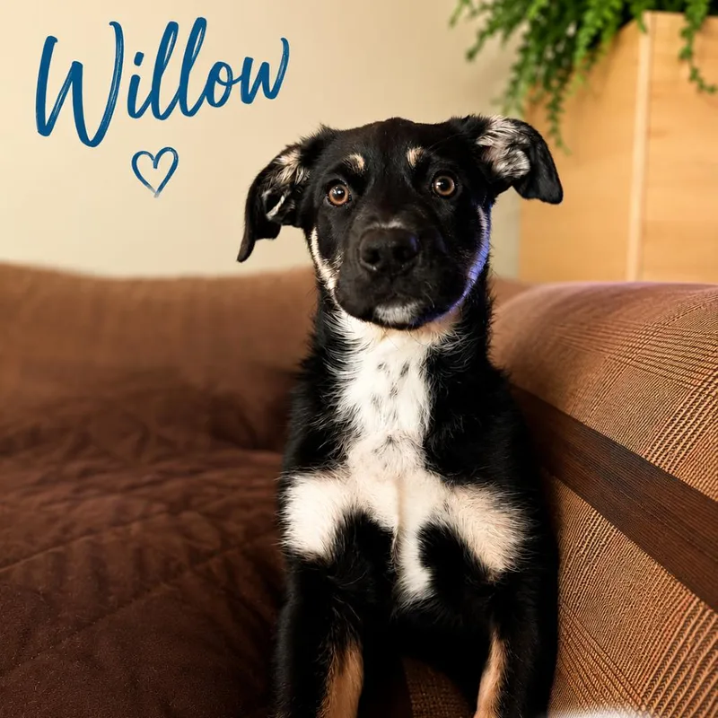 Willow