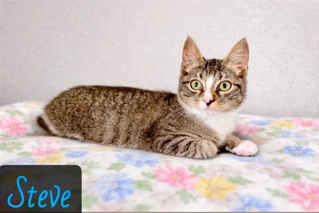A young small-sized male Gray & White Domestic Short Hair cat named Steve for adoption in Englewood, FL