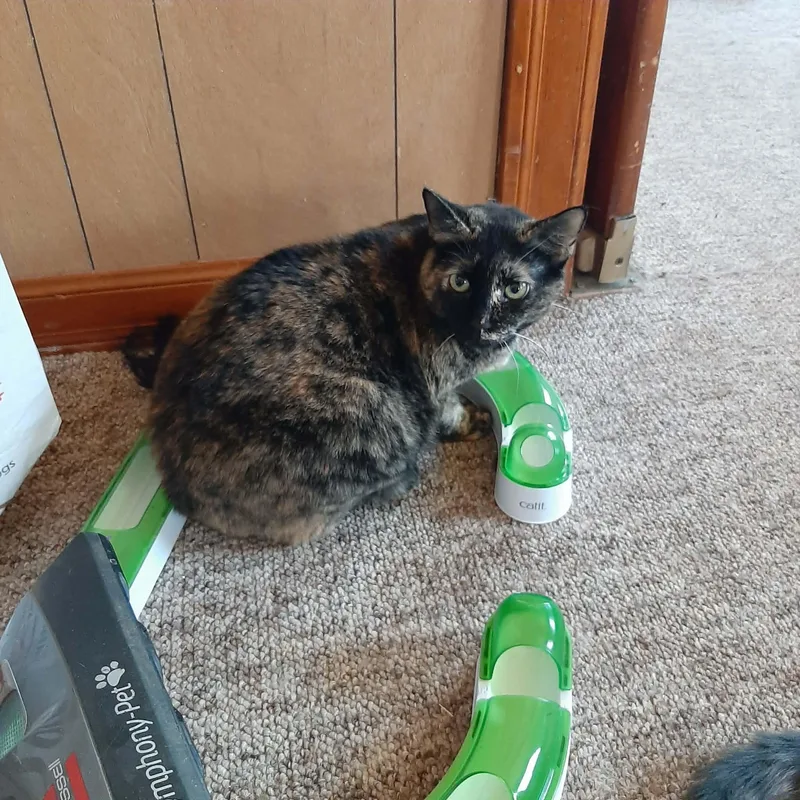 An adult large-sized female Tortoiseshell cat named Black Beauty for adoption in Snyder, TX