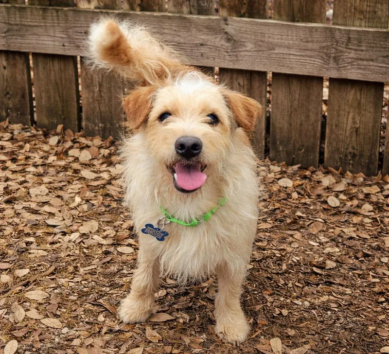 An adult small-sized male Yellow / Tan / Blond / Fawn Cairn Terrier dog named Chester for adoption in Boerne, TX