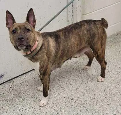 An adult large-sized female Brown / Chocolate Pit Bull Terrier dog named Isla for adoption in Kansas City, MO