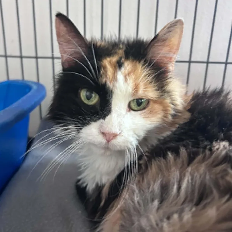 A young small-sized female Calico Domestic Long Hair cat named Fiara for adoption in Huntington, NY