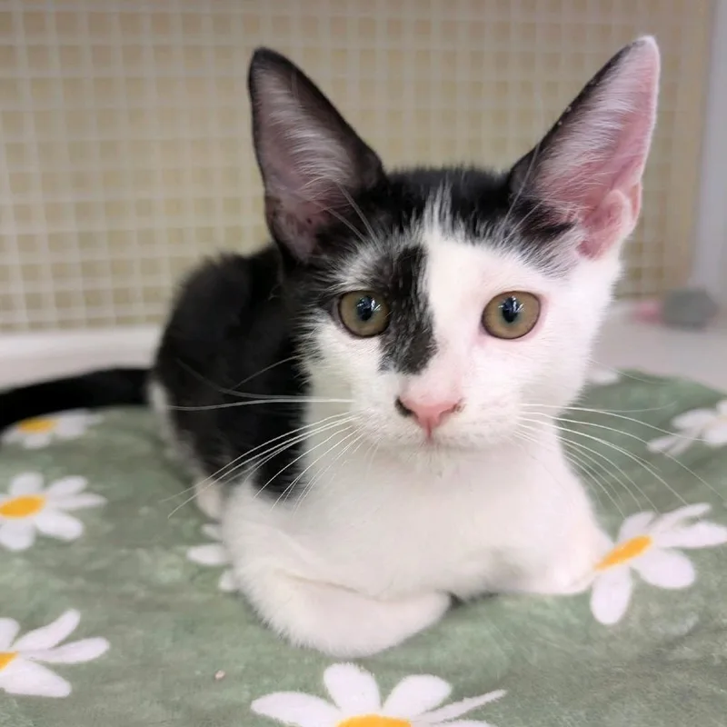 A baby small-sized male Black Domestic Short Hair cat named Bambi for adoption in Hamburg, NY