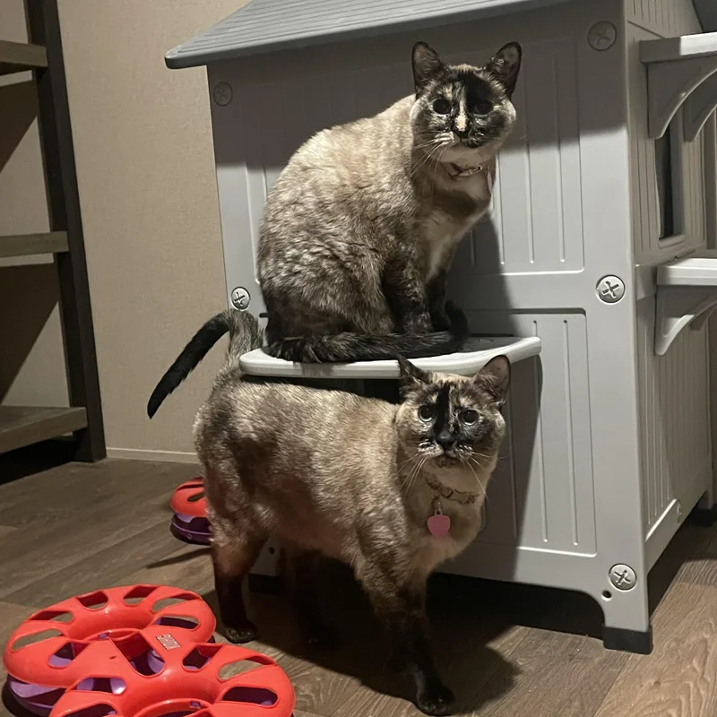 An adult large-sized female Siamese cat named Angel for adoption in Inez, TX