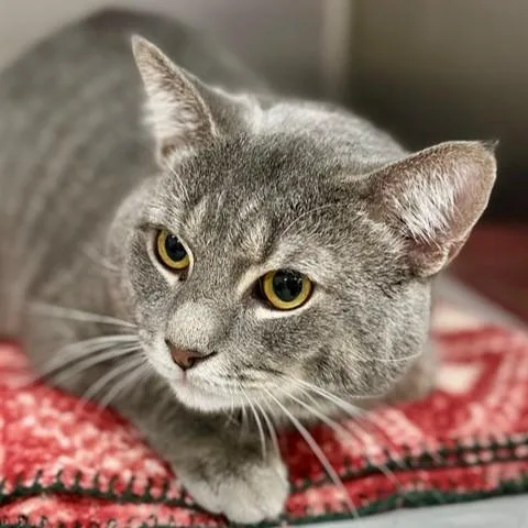 A young large-sized male Tabby (Gray / Blue / Silver) Domestic Short Hair cat named Lorenzo for adoption in Columbia, MD