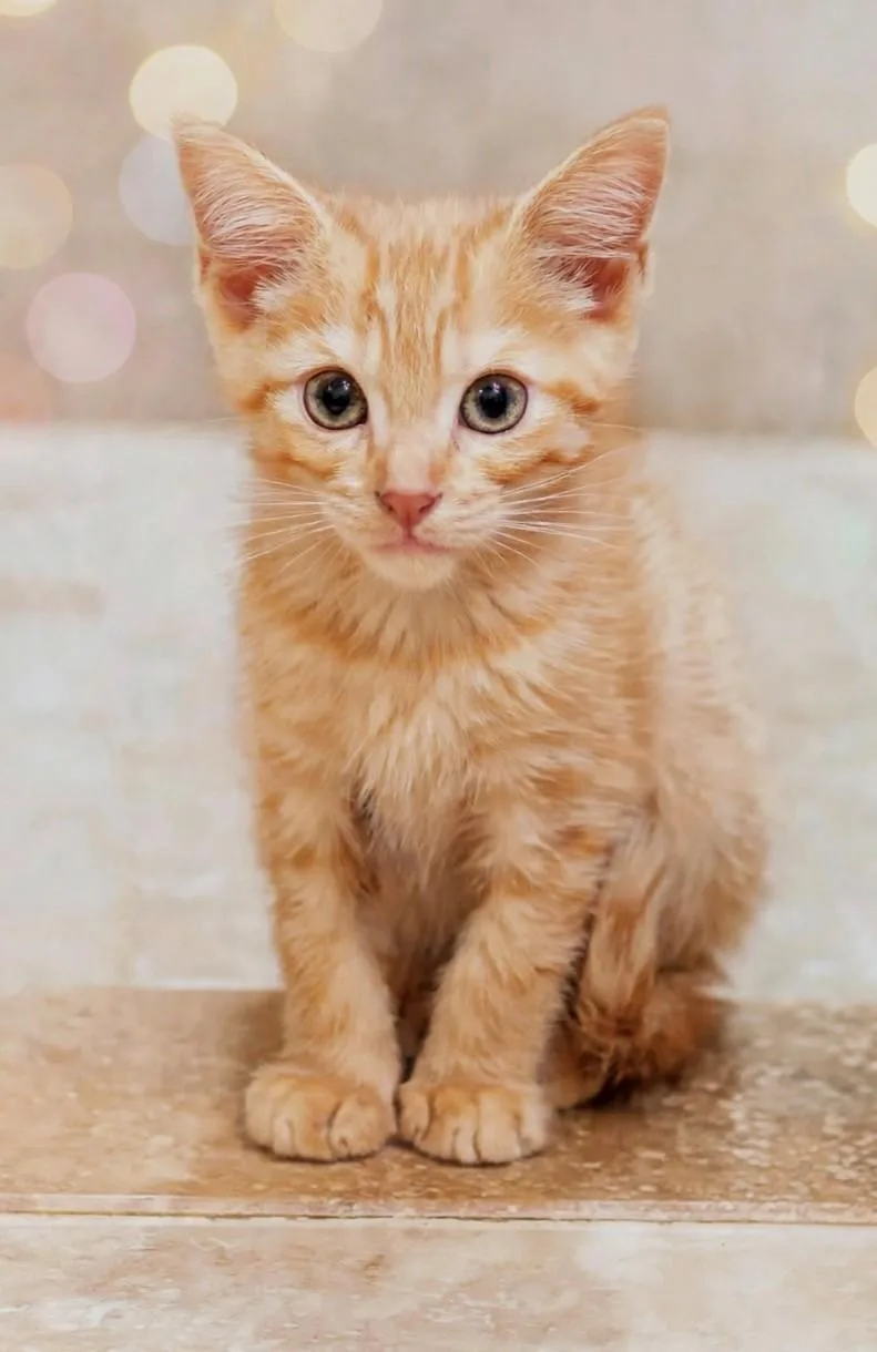 A baby medium-sized male Orange & White Domestic Short Hair cat named Nash for adoption in DELRAY Beach, FL